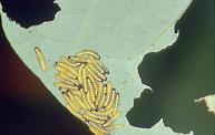 P.brassicae, young larvae on Nasturtium, garden in Sale viii.98
