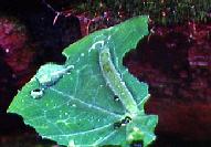 P.rapae larva, garden in Sale 20.x.90