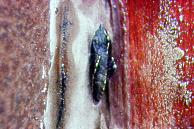 P.rapae pupa, garden in Sale ii.91