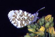 A.cardamines, Banky Meadow, Sale 1.6.96