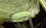 L.phlaeas larva, garden in Sale 29.vi.92