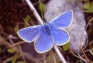 P.icarus male, disused railway sidings near Horwich 26.vi.94