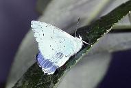 C.argiolus, garden in Sale 21.vii.92