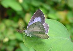 C.argiolus female, Worthington Park, Sale 30.vii.2006