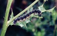 V.cardui larva, New Manor Farm, Stretford 1.viii.96