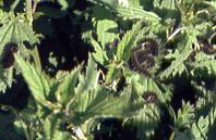 A.urticae larvae, Crossford sports field 30.5.95