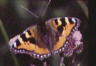 A.urticae var. pseudoconnexa, Levenshulme 19.7.95