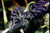 I.io larvae, Carrington Moss 21.vi.95