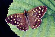 P.aegeria, Nan Nook Wood 13.viii.95
