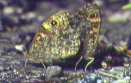 Mating L.megera, disused railway, Middleton Junction 13.viii.94