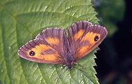 P.tithonus, near Stretford sewage farm 1.viii.96