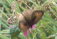 M.jurtina male var. partimtransformis, Sale 22.vii.91