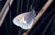 C.pamphilus, moors east of Littleborough 24.vi.95
