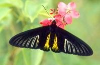 001 Troides rhadamanthus, Indang 7.00_1