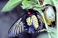 002 Troides plateni, Binduyan 7.2.93