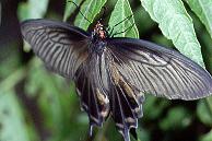 008 Pachliopta atropos V, Binduyan 7.2.93