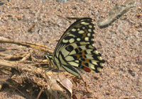 022 Papilio demoleus, Binangonan 22.8.2007