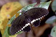 033 Papilio alphenor, Balsahan 6.2.93
