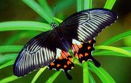 033 Papilio alphenor, Indang 10.01