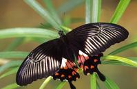 033 Papilio alphenor, Indang 10.01,2