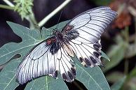 034 Papilio lowi, Binduyan 7.2.93