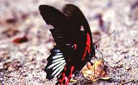 035 Papilio rumanzovia, Mt.Makiling 31.3.01