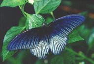 037 Papilio memnon, QCBH 11.7.98