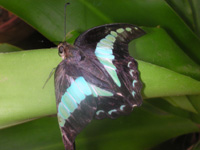 040 Graphium sarpedon, Binangonan 12.8.2007