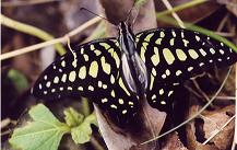 046 Graphium agamemnon,ex.Binangonan 2002
