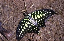 046 Graphium agamemnon, ex.Binangonan, 2002