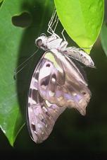 046 Graphium agamemnon V,ex.Binanagonan 2002