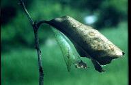 046 Graphium agamemnon pupa, ex.Binangonan