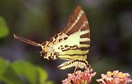 049 Graphium euphrates, Indang 7.02