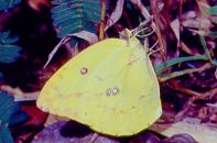 060 Catopsilia pomona,Subic 31.12.94