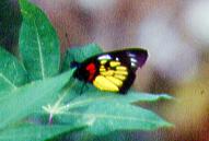 084 Delias henningia, Indang 3.3.01
