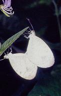 094 Leptosia nina, Nayong Pilipino 5.12.96