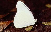 105 Appias albina, MtMakiling 5.2.93
