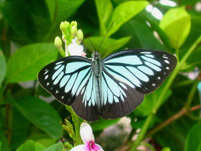 115 Pareronia boebera, Binangonan 3.8.2007