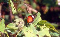 123 Cethosia luzonica, Inampulugan 26.12.96