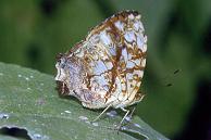 144 Symbrenthia hippoclus, Mambucal 11.2.93