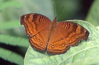 148 Junonia hedonia, Indang 7.00