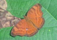 148 Junonia hedonia, Mt.Makiling 21.8.2007