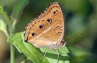 150 Junonia almana, Balabag 21.10.95