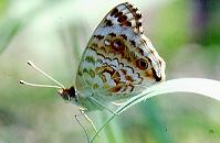 152 Junonia orithya, MIA Road, Pasay 10.8.00