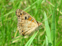 152 Junonia orithya, Binangonan 12.8.2007