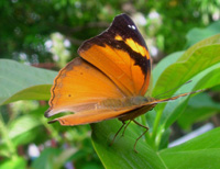 158 Doleschallia bisaltide, Binangonan 3.8.2007