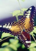 198 Parthenos sylvia+H.bolina, QCBH 11.7.98