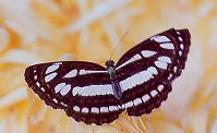 250 Neptis mindorana, Indang 7.00
