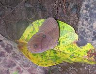 280 Faunis phaon, MtMakiling 30.12.05