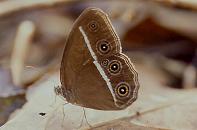 329 Orsotriaena medus, Mt.Canlaon 10.2.93